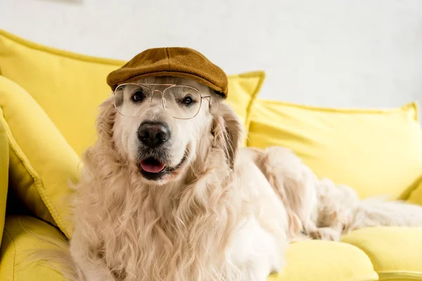 Милий золотий ретривер лежить на яскраво-жовтому дивані в шапці і окулярах — стокове фото