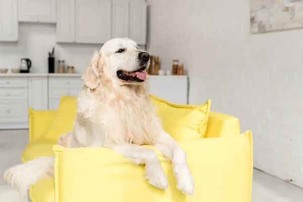 Cute golden retriever lying on yellow sofa and looking away — Stock Photo