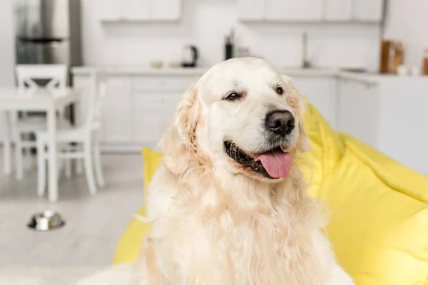 Lindo golden retriever acostado y mirando hacia otro lado en la sala de estar - foto de stock