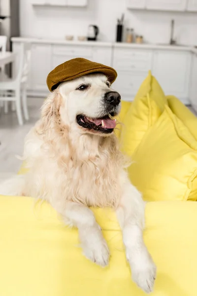 Cute golden retriever in cap lying on yellow sofa and looking away — Stock Photo
