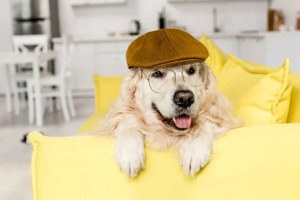 Cute golden retriever in cap and glasses lying and looking away — Stock Photo