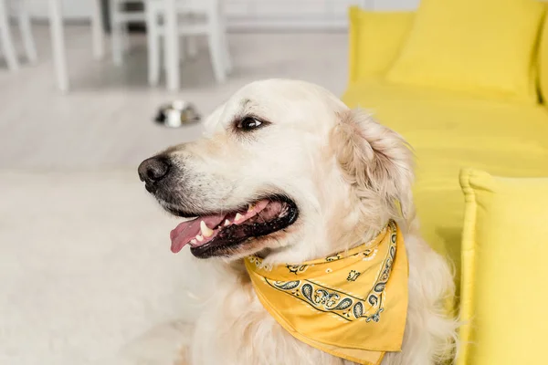 Bonito golden retriever em brilhante lenço olhando para longe no apartamento — Fotografia de Stock