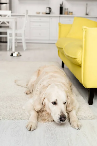 Cute golden retriever lying on floor and looking away in kitchen — Stock Photo