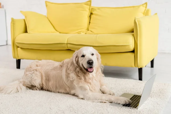 Mignon golden retriever couché sur le sol avec ordinateur portable et regardant la caméra dans l'appartement — Photo de stock