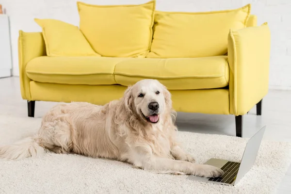 Lindo golden retriever acostado en el suelo con el ordenador portátil y mirando a la cámara en el apartamento - foto de stock