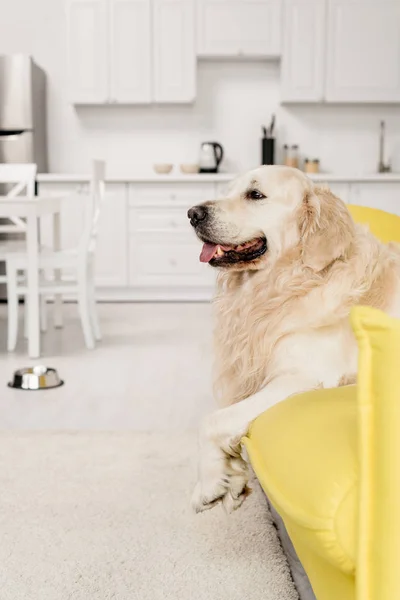 Side view of  cute golden retriever lying on yellow sofa in apartment — Stock Photo