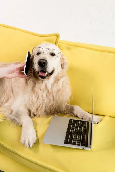 Partial view of woman holding smartphone and golden retriever in glasses lying on yellow sofa — Stock Photo