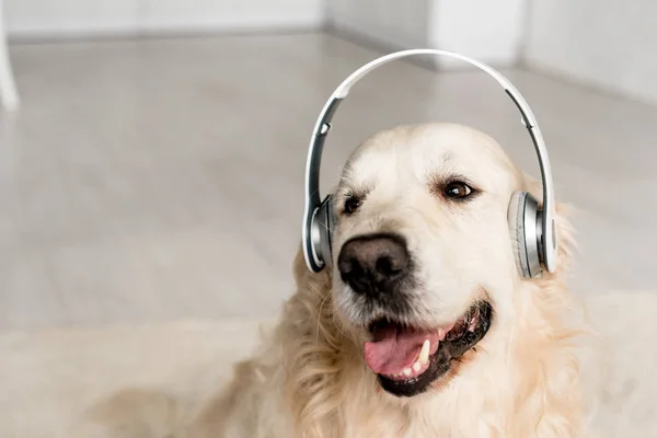 Cute golden retriever listening music in headphones in apartment — Stock Photo