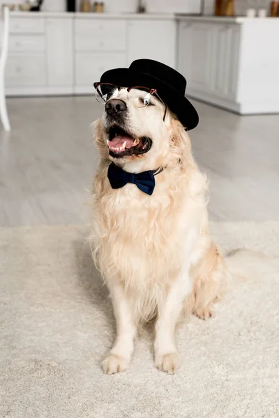 Cute golden retriever in hat, bow tie and glasses in apartment — Stock Photo