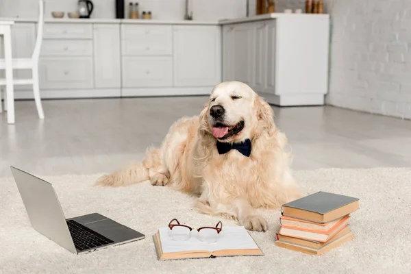 Cute golden retriever in bow tie lying on floor with laptop and books — Stock Photo