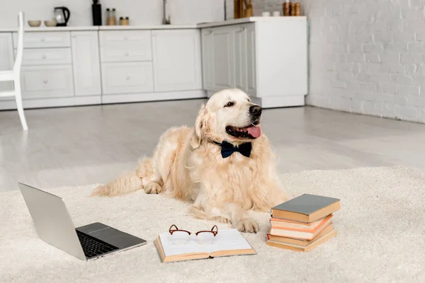 Cute golden retriever in bow tie lying on floor with laptop and books — Stock Photo