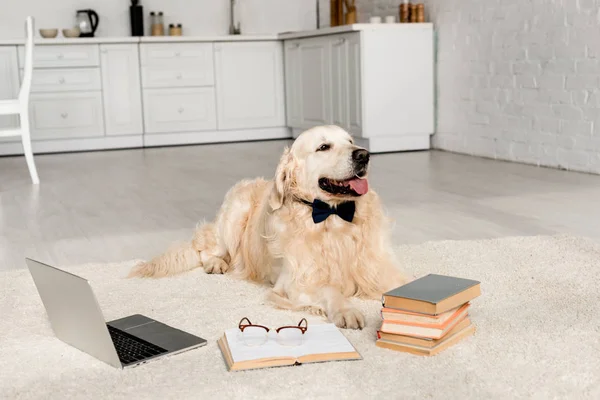 Mignon golden retriever en noeud papillon couché sur le sol avec ordinateur portable et livres — Photo de stock