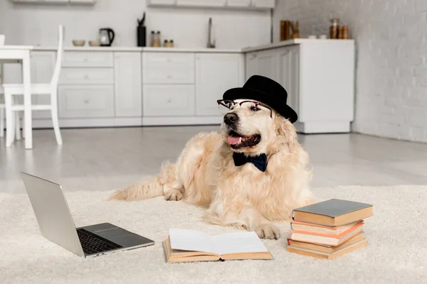 Lindo golden retriever en pajarita, gafas y sombrero acostado en el suelo con ordenador portátil y libros - foto de stock