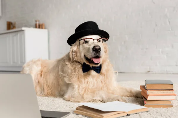 Bonito golden retriever em gravata borboleta, óculos e chapéu deitado no chão com laptop e livros — Fotografia de Stock