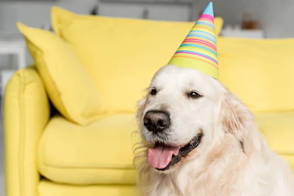 Cute golden retriever in party cap looking away in apartment — Stock Photo