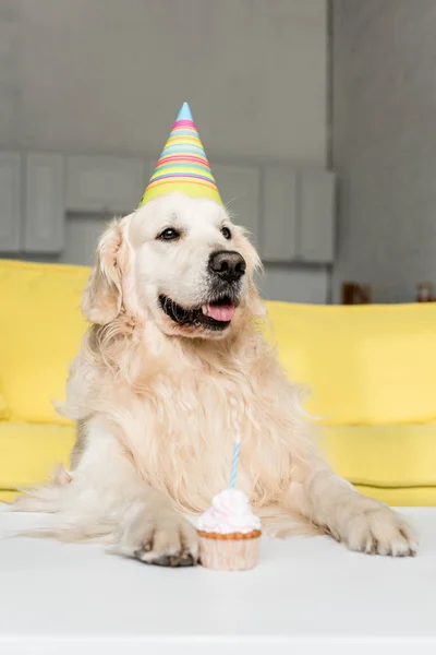 Mignonne golden retriever en casquette de fête avec cupcake d'anniversaire dans l'appartement — Photo de stock