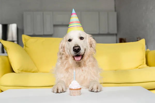 Mignonne golden retriever en casquette de fête avec cupcake d'anniversaire dans l'appartement — Photo de stock