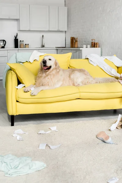 Cute golden retriever in lying on bright yellow sofa in messy apartment — Stock Photo