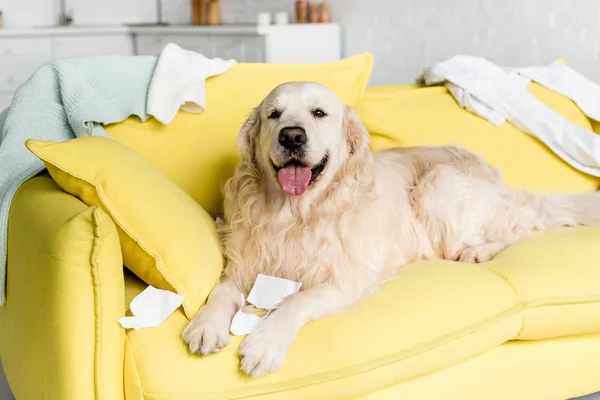 Cute golden retriever in lying on bright yellow sofa in messy apartment — Stock Photo