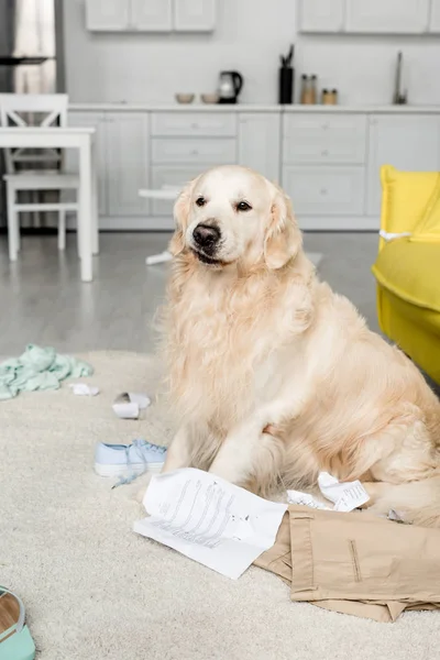 Cute golden retriever sitting on floor in messy apartment — Stock Photo