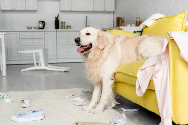 Cute golden retriever lying on yellow sofa in messy apartment — Stock Photo