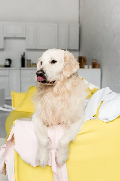 Bonito golden retriever deitado no sofá amarelo e olhando para longe em apartamento bagunçado — Fotografia de Stock