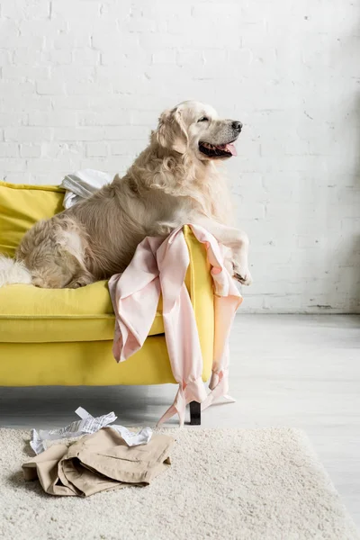 Seitenansicht des niedlichen Golden Retrievers liegt auf gelbem Sofa in chaotischer Wohnung — Stockfoto