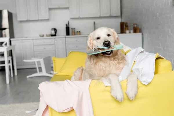 Cute golden retriever lying on yellow sofa and holding slipper in messy apartment — Stock Photo