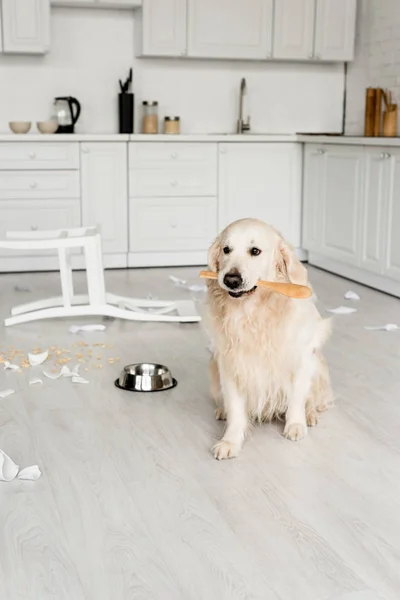Cute golden retriever sitting on floor and holding wooden spoon in messy kitchen — Stock Photo