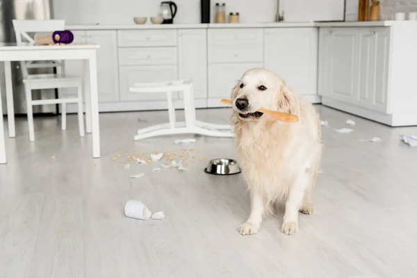 Cute golden retriever sitting on floor and holding wooden spoon in messy kitchen — Stock Photo