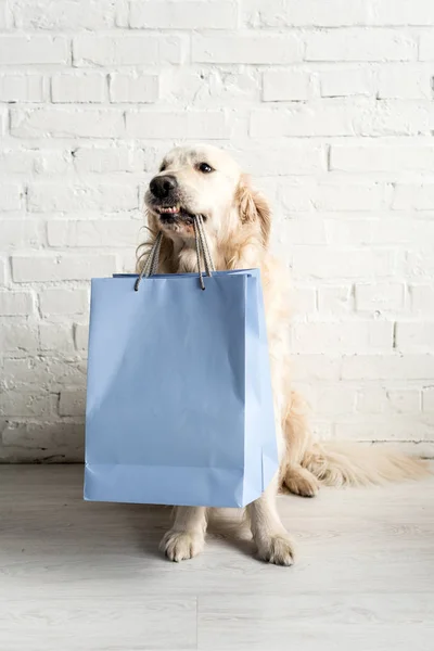 Niedlicher Golden Retriever hält blaue Einkaufstüten in Wohnung — Stockfoto
