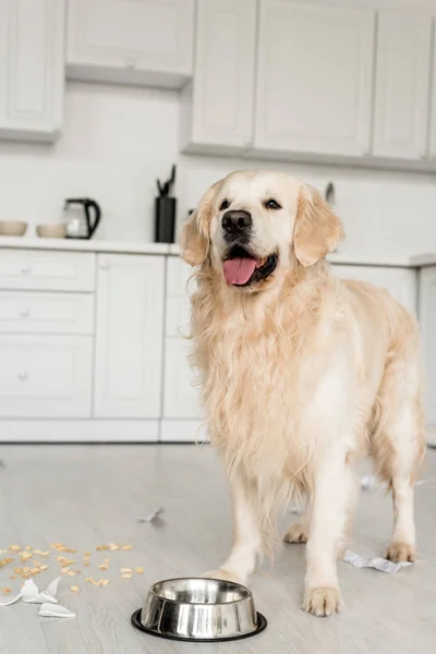 Cute golden retriever standing on floor with metal bowl in messy kitchen — Stock Photo