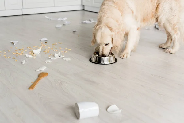 Cute golden retriever eating dog food from metal bowl in messy kitchen — Stock Photo