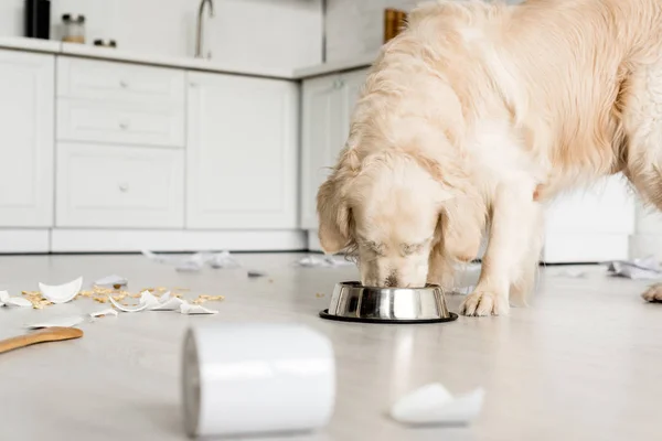 Selektiver Fokus des niedlichen Golden Retrievers, der Hundefutter aus einer Metallschale in einer chaotischen Küche isst — Stockfoto