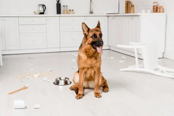 Netter Schäferhund sitzt auf dem Boden mit Metallschale und kaputtem Geschirr in der Küche — Stockfoto