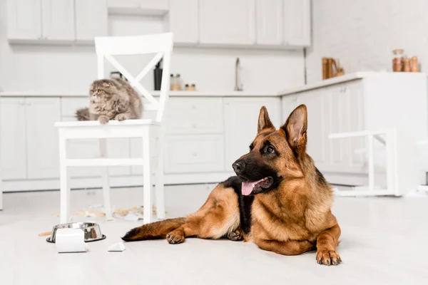 Selective focus of German Shepherd lying on floor and grey cat lying on chair in messy kitchen — Stock Photo