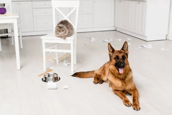 Cute German Shepherd lying on floor and grey cat lying on chair in messy kitchen — Stock Photo