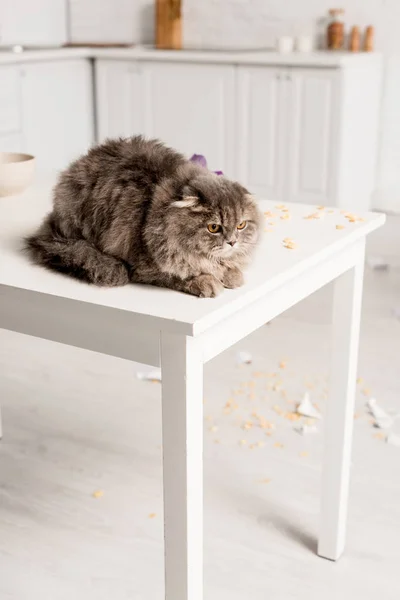 Gatto grigio e carino sdraiato sul tavolo bianco in cucina disordinata — Foto stock