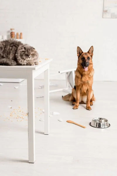 Selective focus of grey cat lying on table and German Shepherd sitting on floor in messy kitchen — Stock Photo