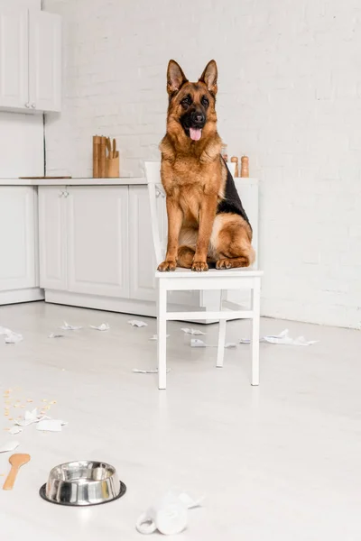 Netter Schäferhund sitzt auf weißem Stuhl in unordentlicher Küche — Stockfoto