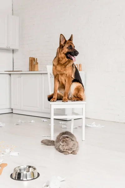 Lindo pastor alemán sentado en silla blanca y gato gris acostado en el suelo en la cocina desordenada - foto de stock