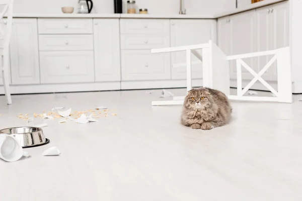Niedliche und graue Katze, die auf dem Boden liegt und auf die Kamera in der unordentlichen Küche schaut — Stockfoto