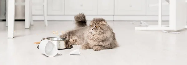 Tiro panorâmico de gato bonito e cinza deitado no chão em cozinha bagunçada — Fotografia de Stock