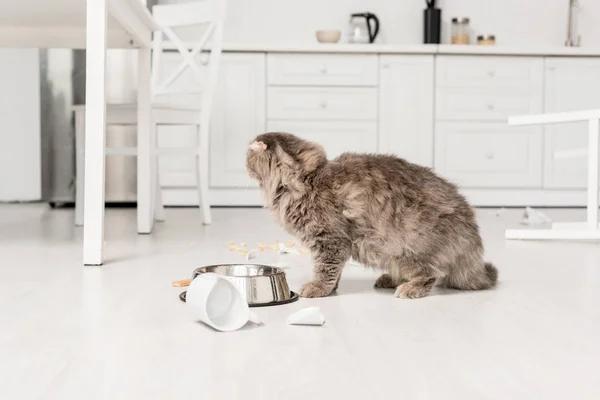 Niedliche und entzückende graue Katze auf dem Boden, die in der unordentlichen Küche wegschaut — Stockfoto