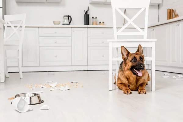 Netter Schäferhund liegt unter weißem Stuhl auf dem Boden in unordentlicher Küche — Stockfoto