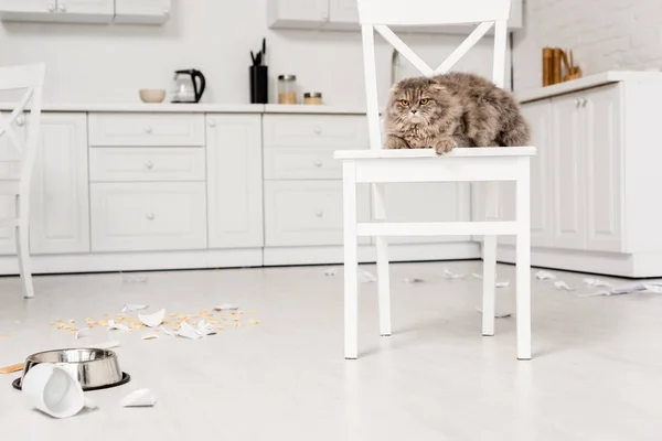 Cute and grey cat lying on white chair and looking away in messy kitchen — Stock Photo