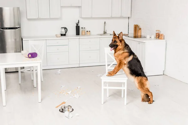 Niedlicher Schäferhund steht auf weißem Stuhl und schaut in unordentlicher Küche weg — Stockfoto