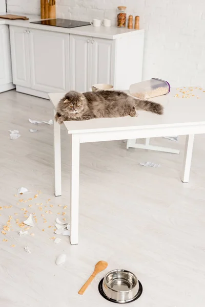 Gato bonito e cinza deitado na mesa branca e olhando para longe na cozinha bagunçada — Fotografia de Stock
