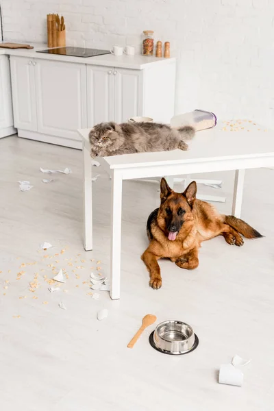 Cute and grey cat lying on white table and German Shepherd lying on floor in messy kitchen — Stock Photo