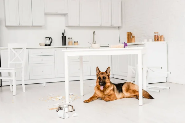 Lindo pastor alemán tumbado en el suelo y mirando hacia otro lado en la cocina desordenada - foto de stock